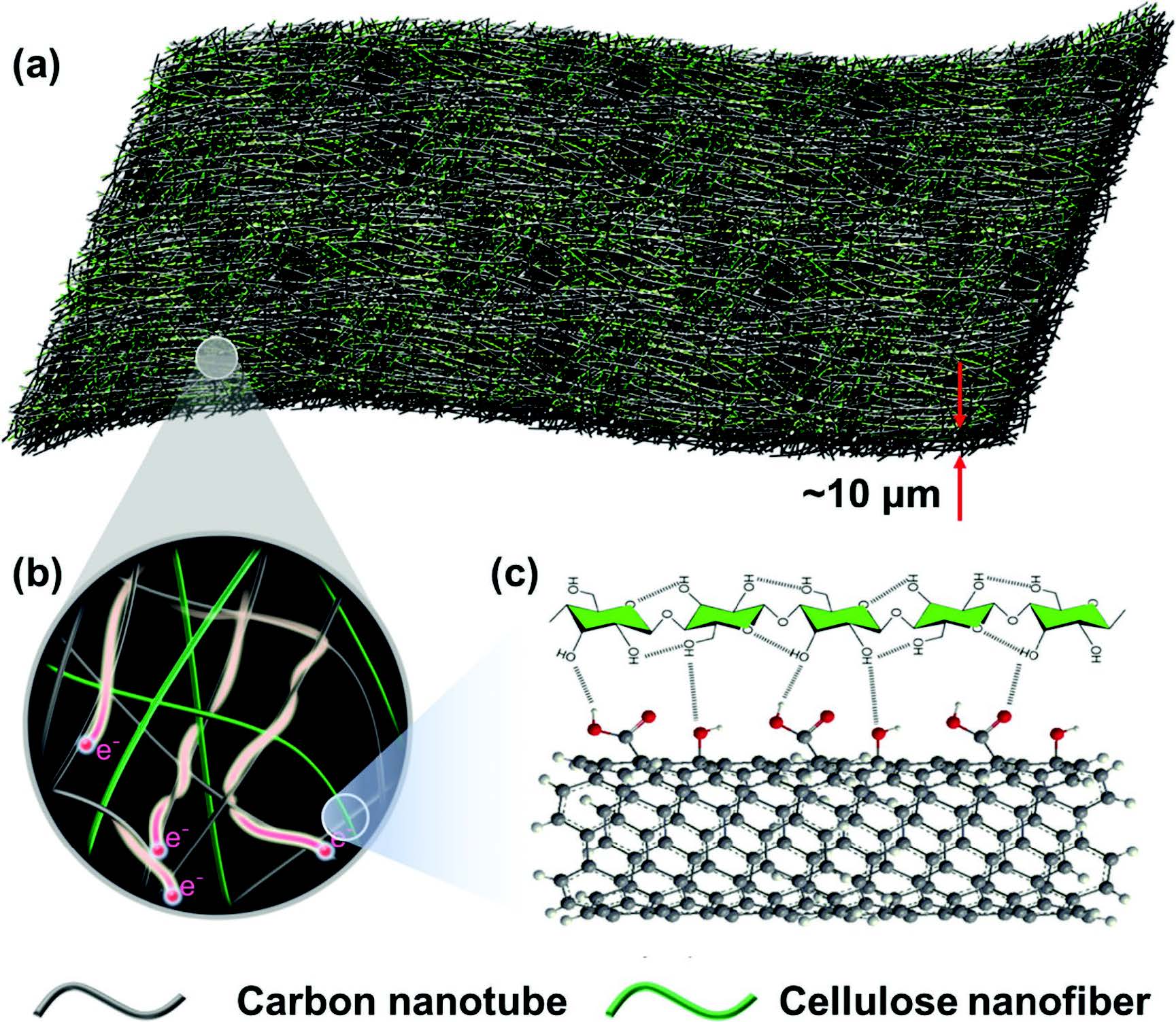 a) Schematic illustrations of the carbon nanotube (CNT)–cellulose nanofiber (CNF), all-fiber based current collectors, where b) CNT provides current pathway and CNF acts as backbone to enable the strength. c) Association exists between CNF and CNT, which enables the stability of CNT in CNF aqueous dispersion and the promising mechanical strength of CNT–CNF film.