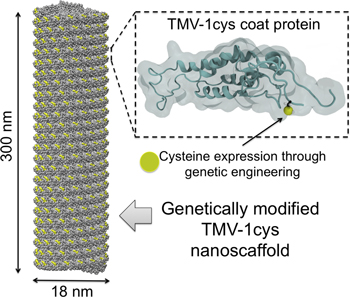 From the article: schematics of the genetically modified TMV1cys bionanoscaffold nanorod, and the enlarged view of its CP structures.