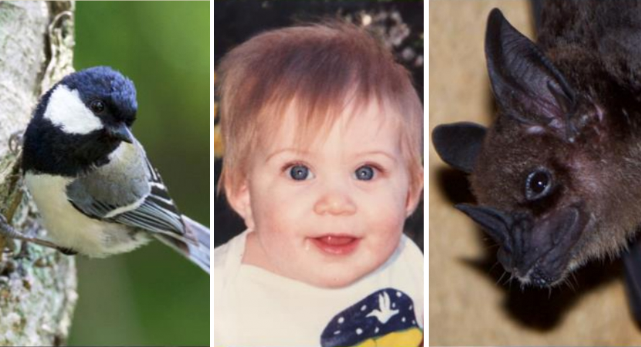 Examples of animals with different types of vocal learning abilities. From left, the Japanese tit (credit: T. Suzuki), an 8-month old human (credit: G. Wilkinson), and a greater spear-nosed bat (credit: G. Wilkinson).