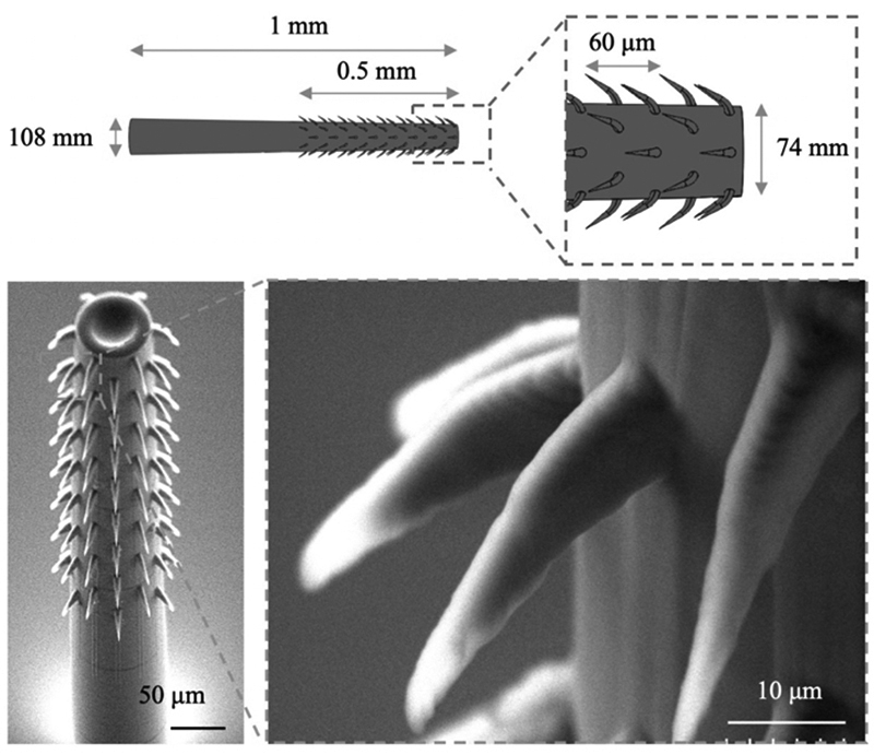 [Click photo for larger image] Schematic with dimensions (top) and scanning electron microscope (SEM) images (bottom) of a barbed microneedle fabricated via 3-D DLW. The zoomed-in image depicts the high-fidelity fabrication of the curved barbs with sharp tips (~ 1 μm resolution). Figure 2 from the IEEE MEMS 2020 paper, Biomimetic Barbed Microneedles for Highly Robust Tissue Anchoring.