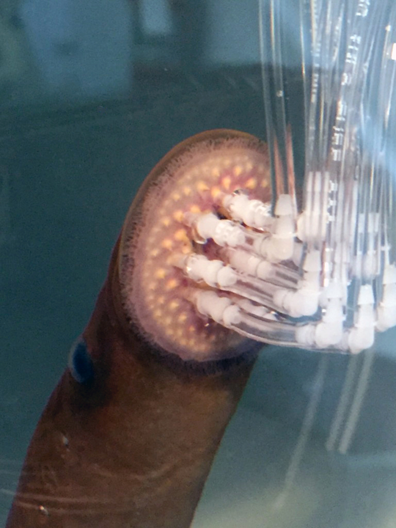 A sea lamprey attached to the sensing panel. Photo credit: Hongyang Shi, Michigan State University