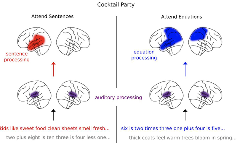 Figure 8 from the paper. Schematic of cortical processing of sentences and equations. A schematic representation of sentence and equation processing is shown. Exemplars of both foreground and background of stimuli are shown at the bottom. The areas that were most consistent across all analysis methods (frequency domain, TRFs and decoders) are shown. [Click image to enlarge] 
