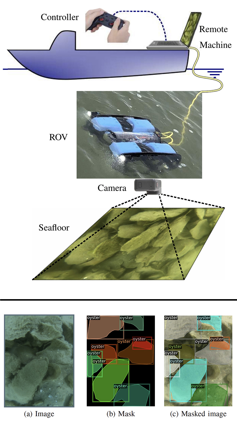 Top: Fig. 3 from the paper. A schematic image of how the robotic oyster counting system works. Bottom: Fig. 6 from the paper. A sample annotation and labeling of oysters in an image from the video taken by the robot vehicle.
