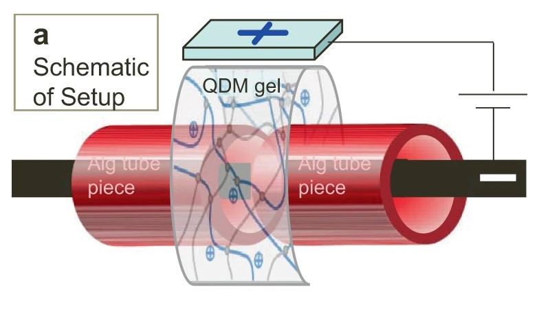 A long QDM gel-strip is used as a sleeve around the two pieces of the Alg tube. 