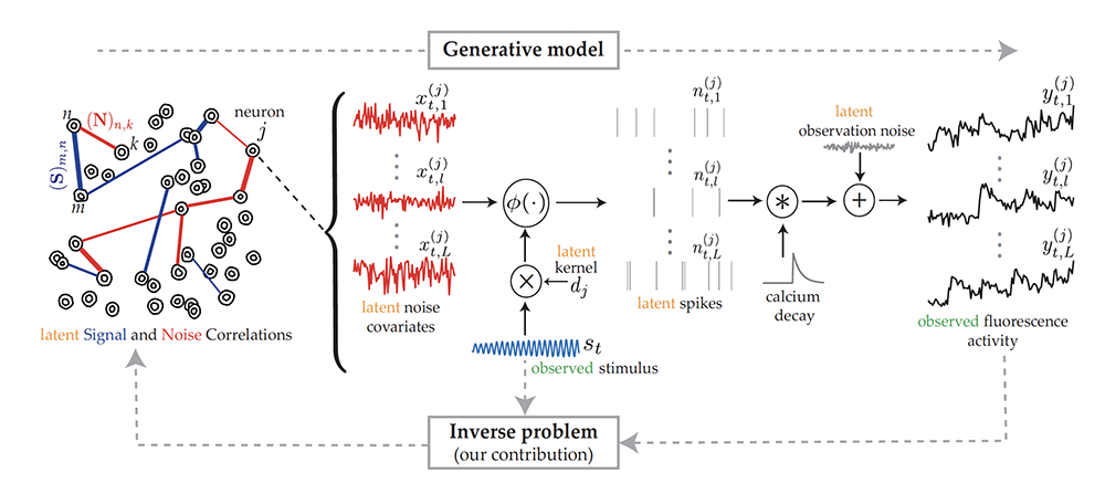  Figure 1 from the paper (click to enlarge). The proposed generative model and inverse problem. Observed (green) and latent (orange) variables pertinent to the jth neuron are indicated, according to the proposed model for estimating the signal (blue) and noise (red) correlations from two-photon calcium fluorescence observations.