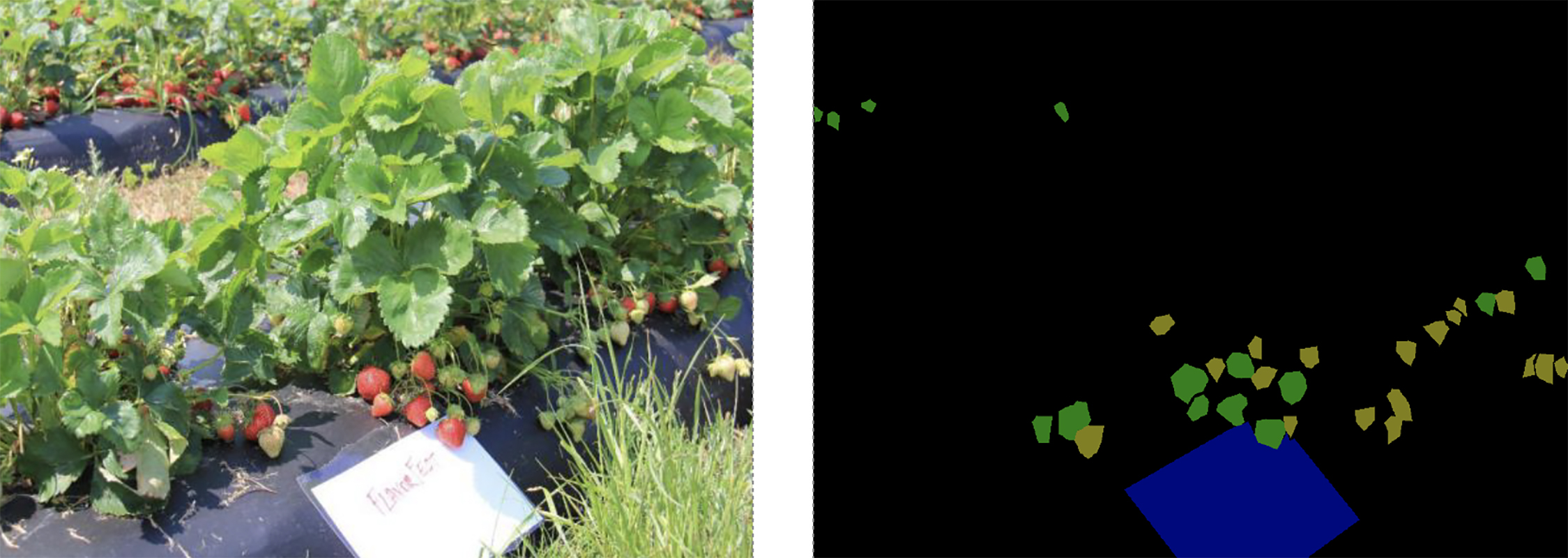 Fig. 2 from the paper. Left: Photo of plants in a strawberry field. Right: The corresponding labeled image showing ripe (green) and unripe (yellow) strawberries.