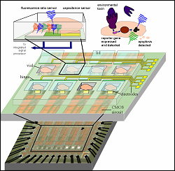 Monitoring cells on chip