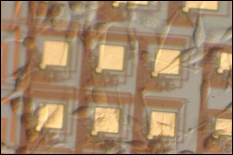 Photomicrograph of human breast cancer cells cultured in vitro on top of a CMOS chip. An array of capacitance sensors on the chip are used to track the health and growth of the cells.