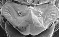 The type of fly ear used in Miao Yu's research. Photo courtesy of Miao Yu.