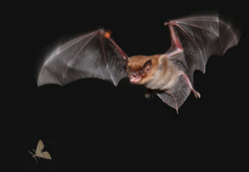 An echolocating bat (Eptesicus fuscus) pursuing and attempting to capture a moth in dark in the flight room of the Auditory Neuroethology Laboratory at the University of Maryland. The picture is provided courtesy of Professor Cynthia Moss. The photograph was taken by Ms. Jessica Nelson with a still camera.