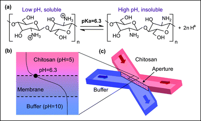 (a) Polysaccharide chitosan with pH-responsive solubility; (b) a top view and (c) a 3D perspective view of the pH gradient across aperture openings between the buffer and chitosan flow streams.