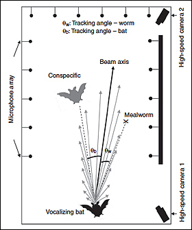 This schematic from the article shows sonar beam pattern reconstruction for one bat. The vocalizing bat (color black) produced one vocalization. Each gray vector shows the intensity of this sonar emission received by each microphone on
the array, and the direction of the sonar beam axis (thick black vector) indicates the direction of acoustic gaze. The sonar beam axis is the sum of these 16 intensity vectors. The tracking angle to the bat is the angle between the other bat and the sonar beam axis, while the tracking angle to the worm is the angle between the tethered mealworm and the sonar beam axis.