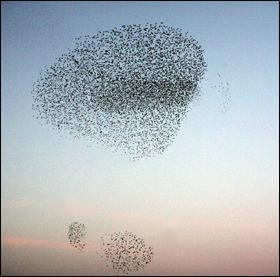 A flock of starlings exhibiting collective behavior.