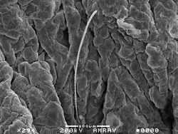 Scanning electron micrograph of a bat wing domed hair. The hair is about as long as a human hair is thick. Photo credit: Susanne Sterbing-D?Angelo, University of Maryland.