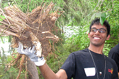 Students teamed up to remove stubborn bushes with a Weed Wrench.  Omar Solaiman (Bioengineering) shows off a root ball. 