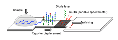 Lateral-flow P-SERS biosensor for DNA sequence detection. The paper's natural ability to wick fluid is used to guide the sample past the probes.