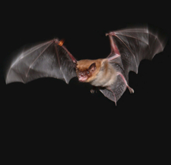 A big brown bat, Eptesicus fuscus, flying in the University of Maryland?s Auditory Neuroethology laboratory. Photo credit: Jessica Nelson, University of Maryland