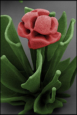 A crystalline tulip, sculpted by chemistry. (Image courtesy of Wim L. Noorduin.)
