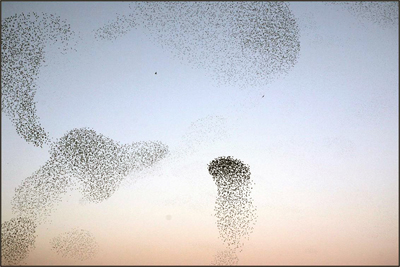 Flocks of European starlings exhibiting collective behavior. Photo credit: Andrea Cavagna.