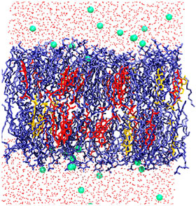 Snapshot of a hypocotyl (stem of a germinating seedling) at the end of the simulation: the glycerol phospholipids are shown in blue; sitosterol and stigmasterol are shown in red and yellow; water is shown in red dots, and green dots are potassium ions.