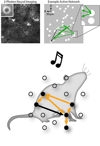 Top: Active neuronal networks during active listening. The left panel shows an example of 2-Photon imaging of neurons in the primary auditory cortex of mice. The right panel shows an example of a neuronal network that appeared only when a mouse correctly detected a sound. Bottom: Discovering how we listen. The researchers used 2-Photon imaging in mice to discover how neurons become networked during active listening for sounds. The figure shows that when the mice correctly detected sounds, neurons formed small clusters with strong links.
