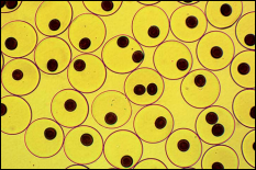 Optical micrographs of a population of MCCs having mostly one or two (identical) internal compartments.