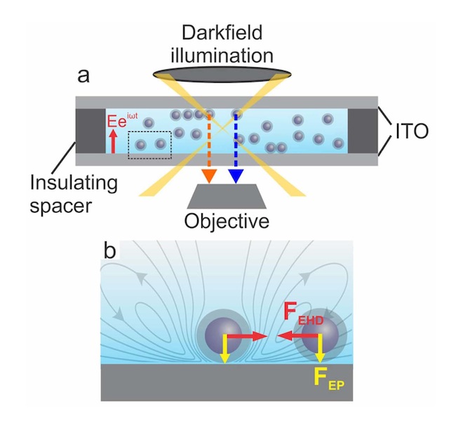 Image (not to scale): Schematic of sample cell and dark field optical microscopy for visualizing AC electric field induced NP assembly.