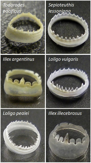 Image provided by Melik Demirel Lab @ Penn State.