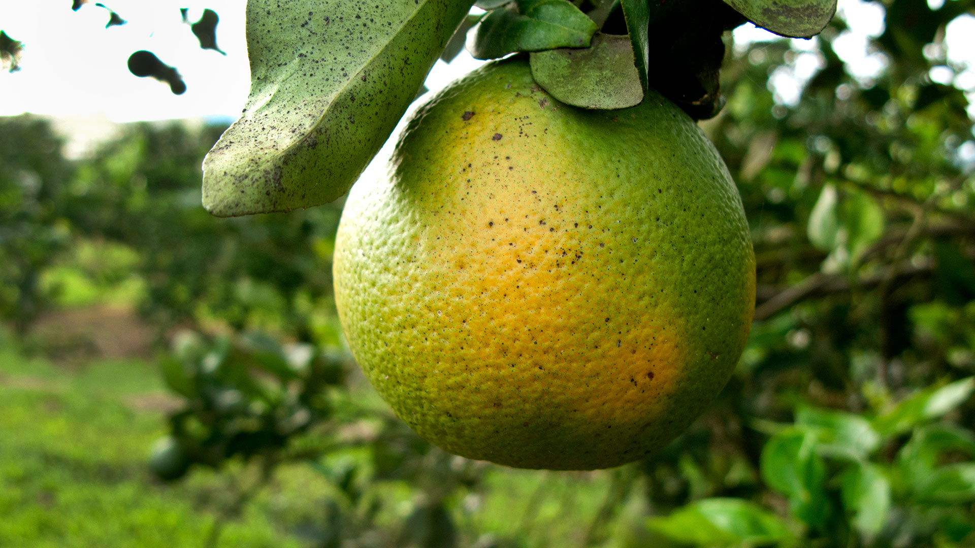 Citrus greening disease has ruined the fruit on an orange tree it will eventually kill; researcher Anne Simon (below) is developing a treatment that could save citrus trees around the world.(Orange photo by iStock; photo of Anne Simon, below, by John T. Consoli)