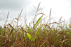 Midwestern corn crops rely on rainfall, increasing farms' exposure to risks from droughts brought on by climate change.(Photo by Edwin Remsberg)