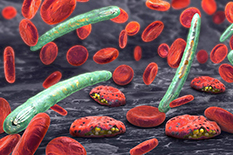 Malaria-causing Plasmodium parasites, shown in green, infect red blood cells.(Illustration by iStock)