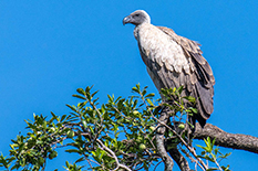 A project of UMD's National Socio-Environmental Synthesis Center (SESYNC) seeks to safeguard African vultures, key to healthy ecosystems. Ecologist Eric Ole Reson (below) works as part of the project in Kenya to convince local people of the birds value in cleaning up landscapes and preventing disease.(Photos by Edwin Remsberg)