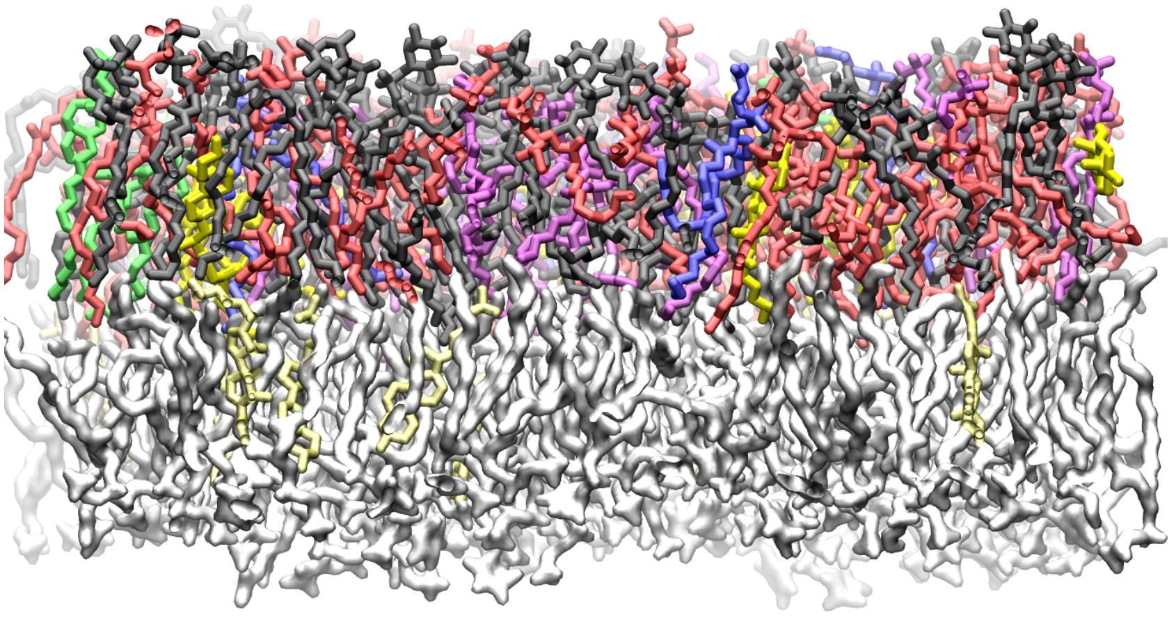 Modeling Cellular Membranes