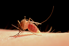 A $2 million NIH grant will fund a study of northern house mosquitoes to find out what makes some of them attracted to humans rather than other animals, with the aim of reducing the spread of West Nile virus.(Photo by Megan Fritz)