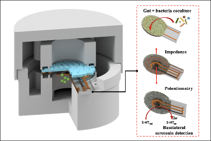 A diagram of the 3D-printed device with integrated electrodes to investigate effect of gut bacteria on serotonin release and its processing by the central nervous system