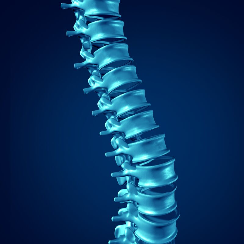 Позвоночник. Здоровый позвоночник. Здоровый позвоночник анатомия. Искусственный позвоночник.