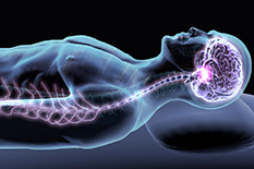 Researchers at the University of Maryland's Fischell Department of Bioengineering and the University of Maryland School of Medicine are examining the links between spinal injury and dementia.(Illustration by iStock)