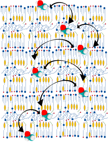 Image: Schematic of ethanol permeating through the LPP according to the 'leapfrog' model.