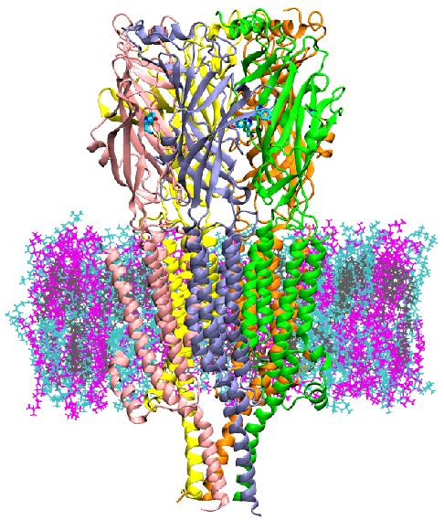 'Super' Simulations Offer Fresh Insight Into Serotonin...