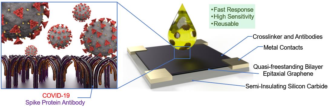 COVID-19 spike protein antibodies are immobilized on quasi-freestanding bilayer epitaxial graphene synthesized on silicon carbide. Graphene's electrical conductivity changes in response to interactions with as little as one attogram of COVID-19 spike protein in mere seconds, allowing for ultra-sensitive, selective, and rapid detection of COVID-19.