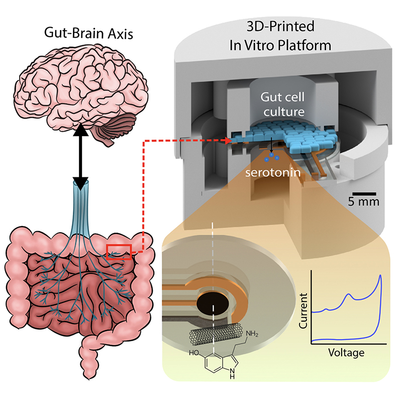 A graphical abstract of the gut-brain axis (left) and the 3D-printed in vitro platform (right).