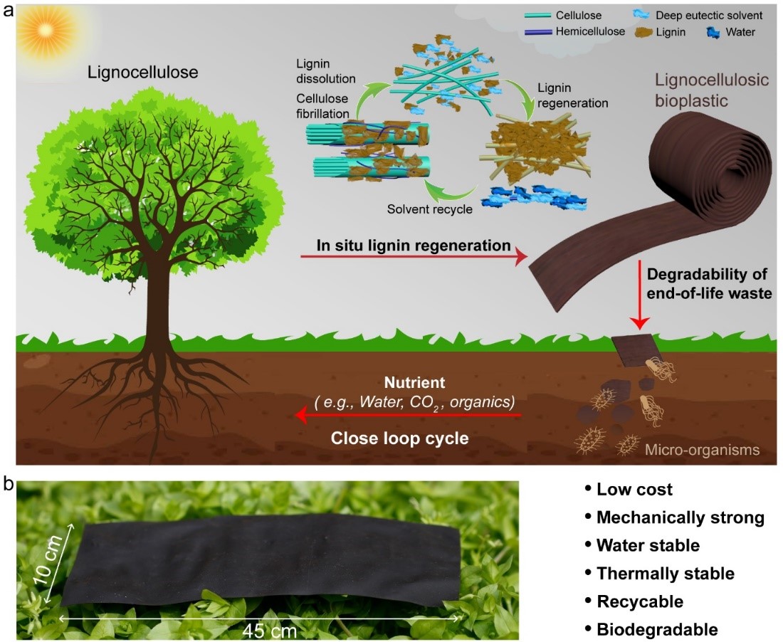 The preparation of high-performance lignocellulosic bioplastic and its degradation, resulting in a close loop cycle. Credit: Qinqin Xia for the University of Maryland, College Park.