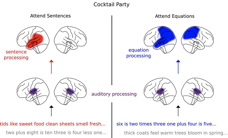 Schematic of cortical processing of sentences and equations