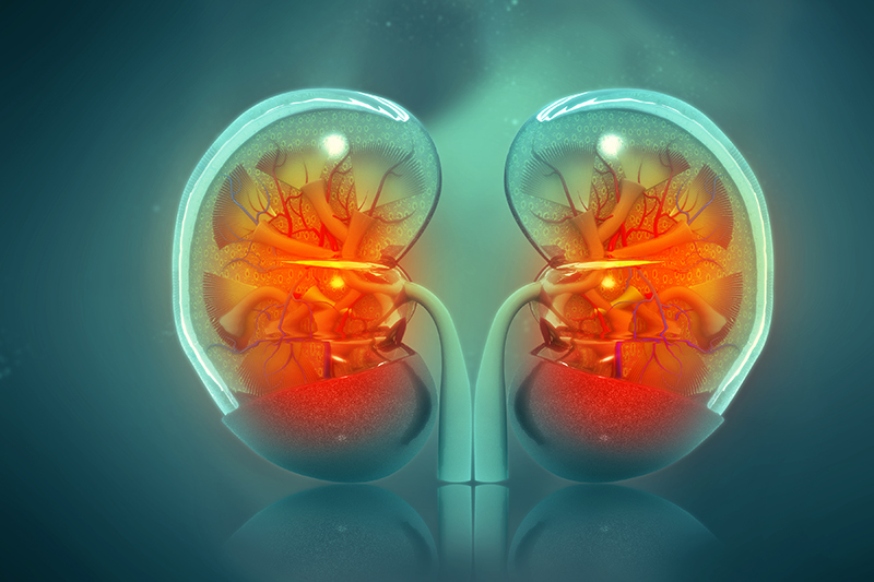 Kidney illustration from Shutterstock.