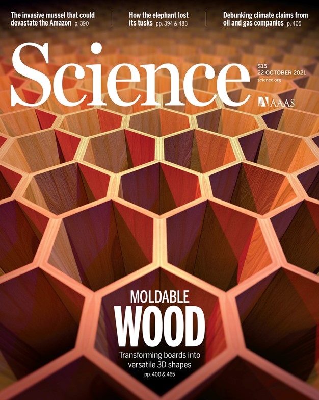 A wrinkling cell wall engineering strategy through partial delignification combined with a “water-shock” process to make wood stronger and moldable.