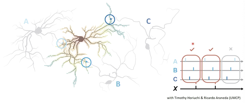 Click image to enlarge. Programming a single neuron to respond selectively to one pattern out of many. Source: Pamela Abshire Distinguished Scholar-Teacher Lecture, Oct. 29, 2021. Image courtesy P. Abshire, T. Horiuchi, R. Araneda.