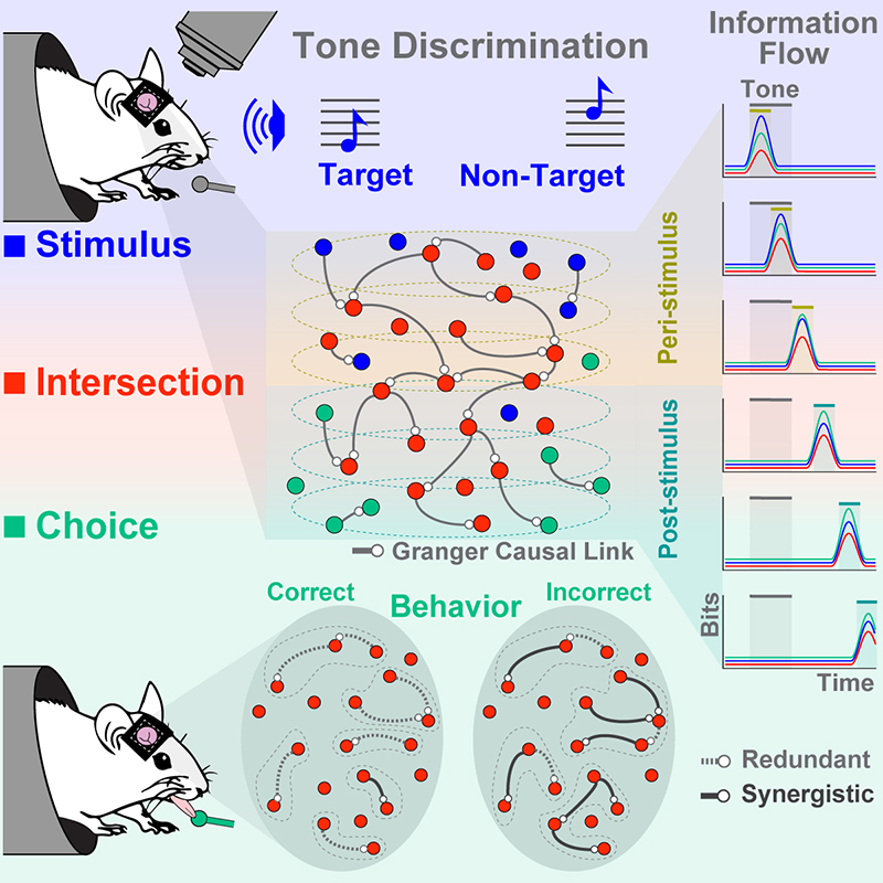 (Click image for larger version)

Top: The mice performed an auditory discrimination task, where they had to discriminate between low frequency (target) and high frequency (non-target) tones and receive a drink reward if they correctly discriminated the target from non-target. By analyzing the neural recordings from the mice auditory cortex, the authors found that some of the neurons only carried acoustic information (i.e., stimulus neurons, marked as blue) and some carried information about the animal's choice (i.e., choice neurons, marked as green), but interestingly some neurons carried information about both (i.e., intersection neurons, marked as red). By further examining the intersection neurons, the researchers found that they formed networks in which task-relevant information persisted and transmitted sequentially between neurons throughout the task duration.
 
Bottom: The authors found that when the animal made a correct decision (i.e., detection of the target or rejection of the non-target), the information shared between the intersection neurons was mostly redundant, meaning that neurons carried similar information. However, when the animal made a mistake (i.e., false detection of the non-target or missing the target), the information shared by the intersection neurons was synergistic, meaning that the neurons carried distinct information.