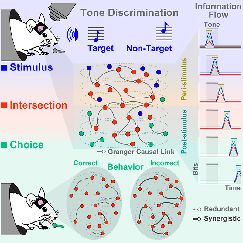 Uncovering the mysteries of networking in the brain