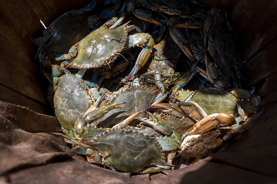 A basket of Maryland blue crabs could hold the secret for sustainable battery production. New Maryland Engineering-led research uses chitosan from crab shells to create a biodegradable electrolyte for renewable energy storage. Photo by John T. Consoli