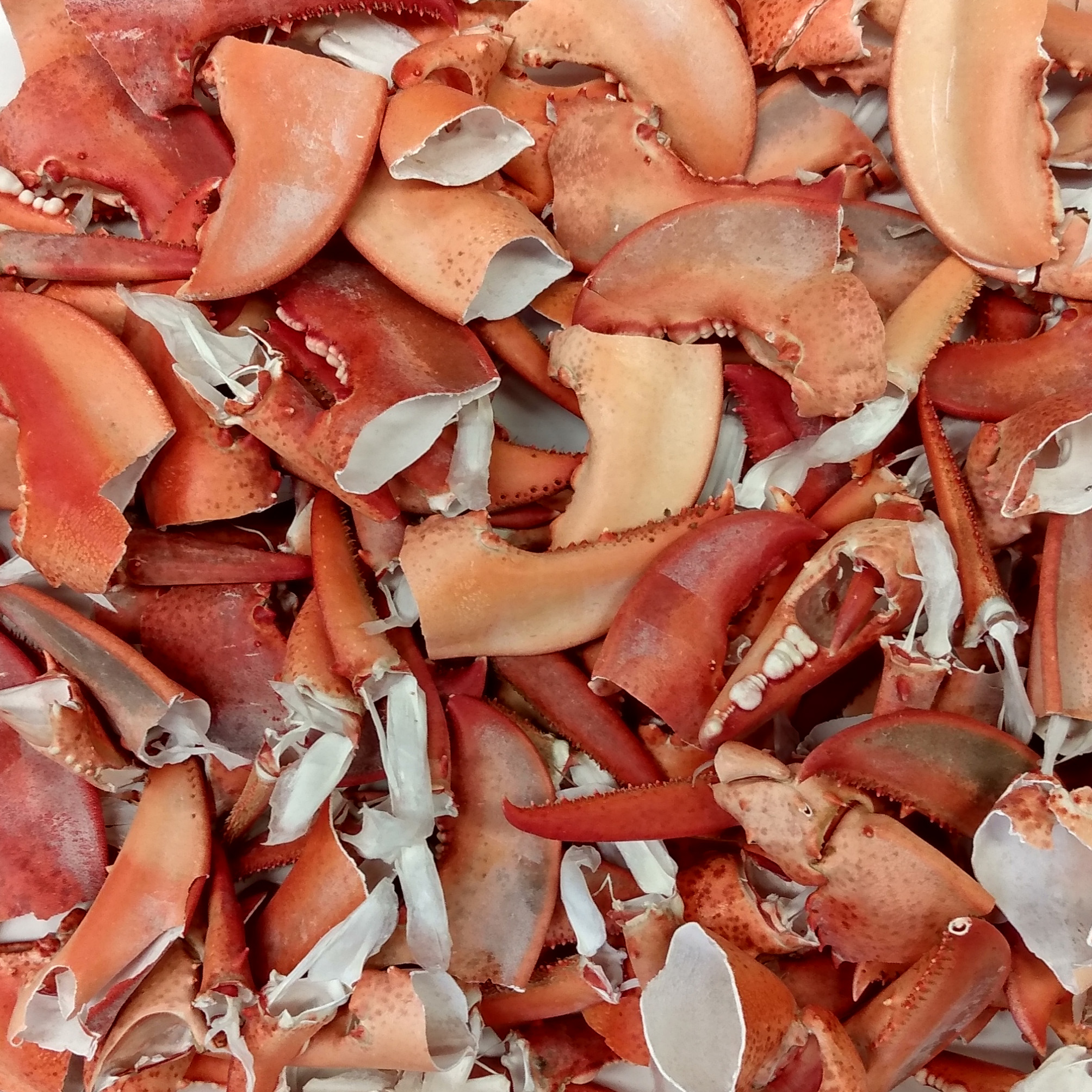 image of Shellfish Waste Engineered to Preserve Produce for Healthier,...